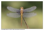 Diamantata Diamantata