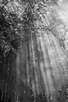Foresta di luce Foresta di luce