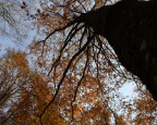 Radici nel cielo Radici nel cielo