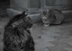 Cats Cats