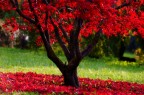 Autunno Autunno