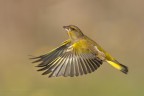 In volo In volo