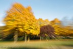 zoom d'autunno zoom d'autunno