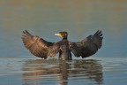 CORMORANO CORMORANO