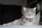 Il padrone di casa Il padrone di casa