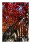 Colors Colors