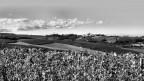 Monferrato