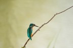 King Fisher King Fisher