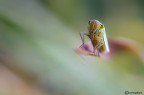 Cicadella psichedelica Cicadella psichedelica