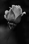 Rosa b/n Rosa b/n