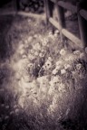 Flowers Flowers