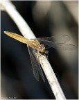 Libellula_3