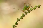 F13 - 1/40 - ISO 250

-Orthoptera - Tettigoniidae - Leptophyes Puctatissima

[url=http://i1128.photobucket.com/albums/m500/hawkeye691/_MG_7437-1600-per-il-web.jpg][b]Clicca qui per la versione ad alta risoluzione![/b][/url]