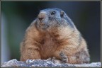 Marmotta