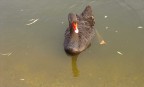 Cigno Cigno