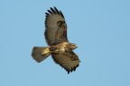 Poiana (buteo buteo)