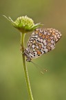 Melitea Melitea