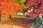 Autunno alla Pellerina (TO) Autunno alla Pellerina (TO)