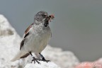 Fringuello alpino (Montifringilla nivalis) Fringuello alpino (Montifringilla nivalis)