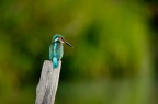 King Fisher King Fisher
