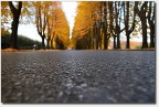 viale autunnale viale autunnale