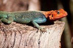 iguana iguana