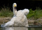 cigno selvatico cigno selvatico