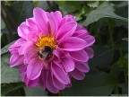 Dalia_7 Dalia_7