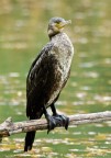 Cormorano Cormorano
