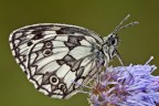 Melanargia