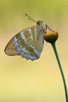F13, 1/20, ISO 100

-Argynnis Paphia- Nymphalidae-

[url=http://i1128.photobucket.com/albums/m500/hawkeye691/_MG_7598-1800-per-il-web.jpg][b]Clicca qui per la versione ad alta risoluzione![/b][/url]