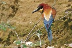 Gruccione (Merops apiaster) Gruccione (Merops apiaster)