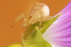 Misumenia vatia Misumenia vatia