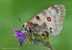 Farfalla apollo (Parnassius apollo)