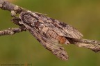 Agrius convolvuli (Sphingidae)