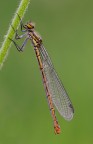 Pyrrhosoma nymphula Pyrrhosoma nymphula