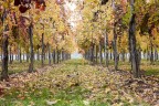 la vigna emiliana la vigna emiliana