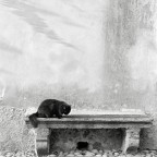 il caxxicanista che � in me