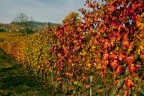 Autunno in Langa Autunno in Langa