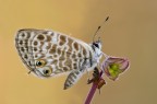 Syntarucus pirithous Syntarucus pirithous