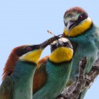 come resistere ad un psto cos� succulento?
Canon 7D - 500f4@5,6 - 1/640 - esp +2,67