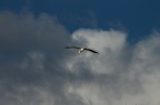 Libertà vo cercando... Libertà vo cercando...