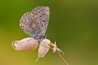 Un Polyommatus icarus di Buon Natale. Un Polyommatus icarus di Buon Natale.