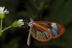 Greta (genus) Greta (genus)