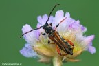 Stenopterus rufus Stenopterus rufus