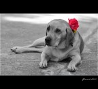 Tutte le signorine, hanno i loro gioiellini