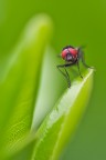 red eyes red eyes