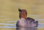 Quattrocchi femmina(Bucephala clangula) femmina Quattrocchi femmina(Bucephala clangula) femmina