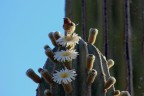 Fioritura cactus in Baja California Sur Fioritura cactus in Baja California Sur