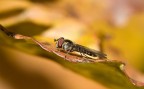 Autunno Autunno